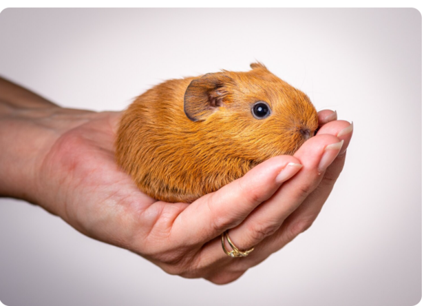 Build a Bond with Your Hamster              (Image Credit:Freepik)