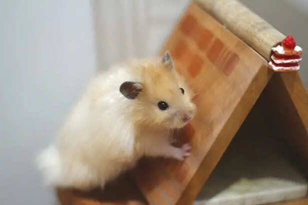 Hamster Climbing                       (Image Credit:Pexels)