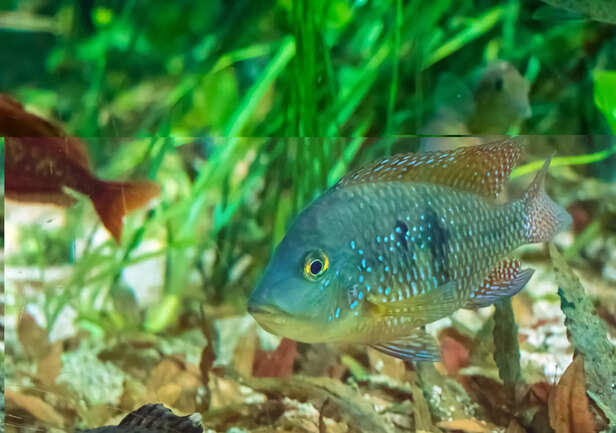 ​Freshwater Fish in a Natural River Habitat