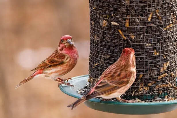 Birds Eating                                (Image Credit:Pexels)