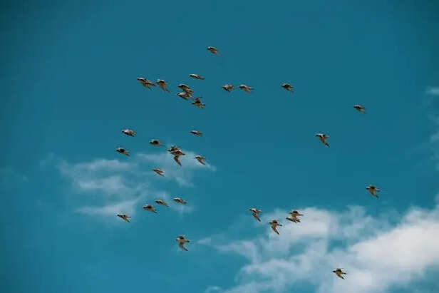 Birds Migrating                          (Image Credit:Pexels)