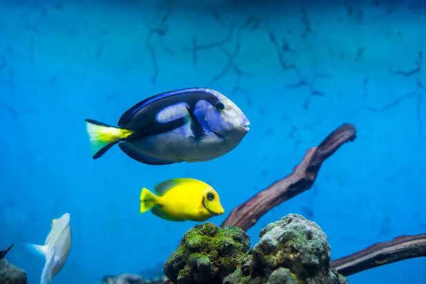 ​Colorful Saltwater Fish in Coral Reef