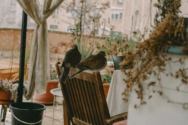 Birds in Balcony                                  (Image Credit:Pexels)