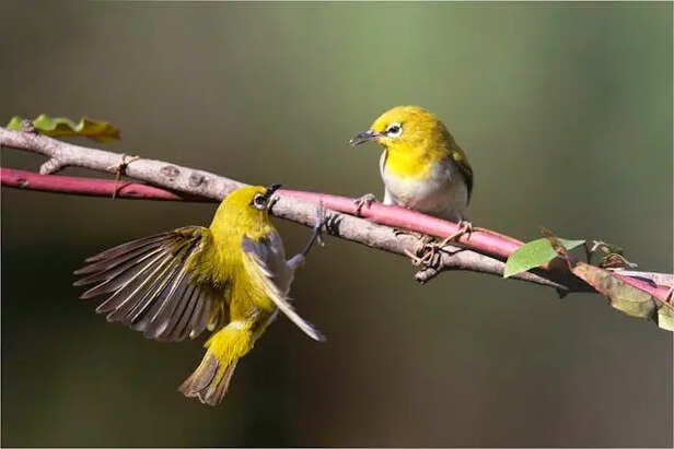 Watching Birds                 (Image Credit:Pexels)