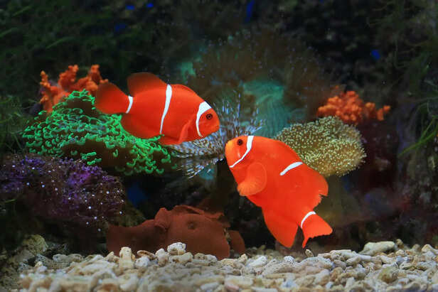 ​Marine Fish Surrounded by Coral Structures