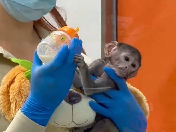 X | Over time, this attachment is gradually reduced, allowing the monkey to eventually integrate with others of its kind.