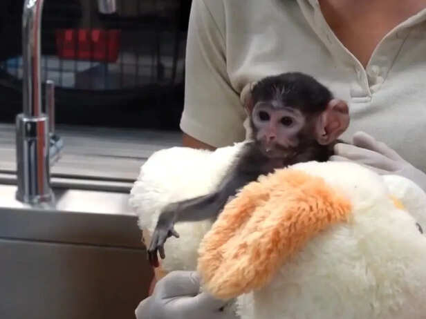 ‘Punch’ moment? Baby monkey Yuji goes viral after clinging to plush toy at Mexico zoo