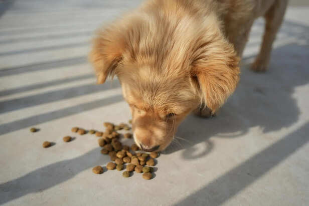 ​Fresh Ingredients for Holistic Pet Diet