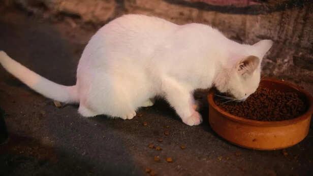 ​Homemade Holistic Pet Meal