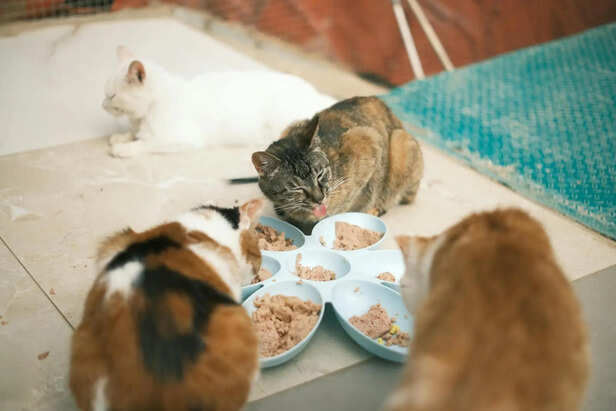 ​Hydration and Wellness Through Holistic Food