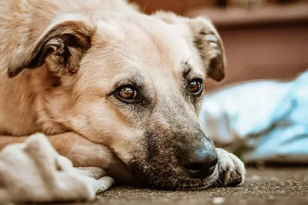 A pet Feeling Restless                         (Image Credit:Pexels)