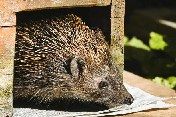 ​Feeding a Pet Hedgehog a Balanced Diet