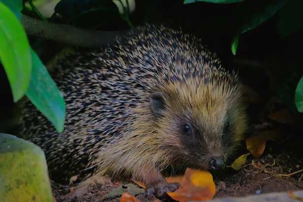 Healthy and Happy Pet Hedgehog Close-Up