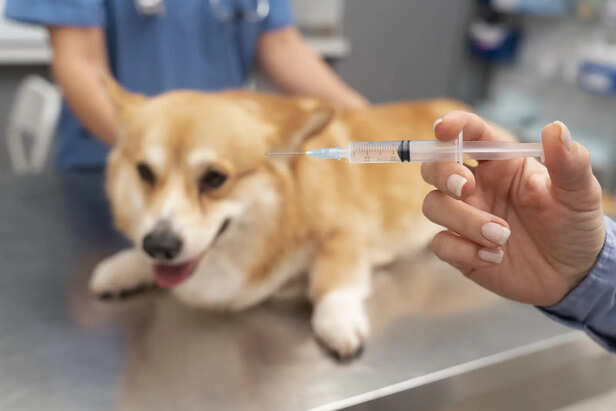 Core Vaccines for Dogs