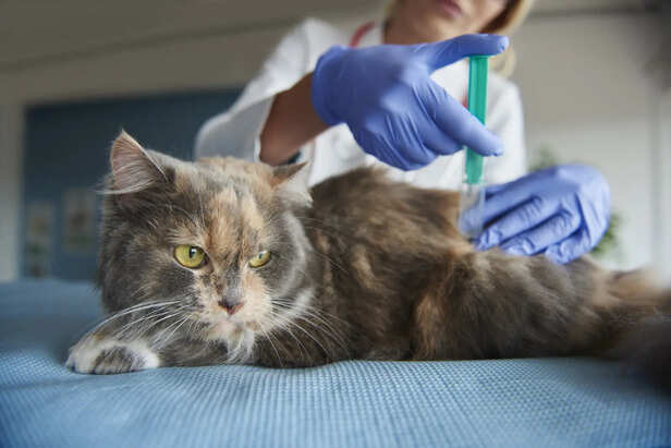 Core Vaccines for Cats