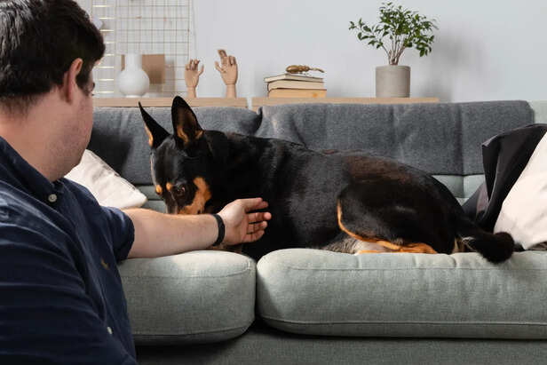 Panic Behind Behavior