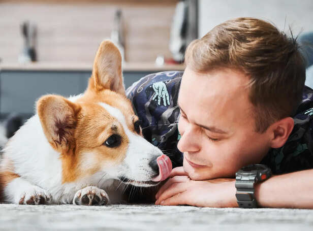 Why dogs lick people