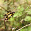 Dragonflies- Photo credit: Neha Sinha