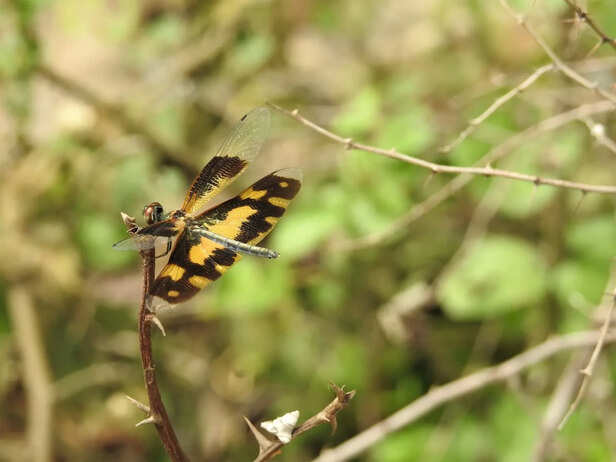 Dragonflies- Photo credit: Neha Sinha