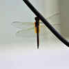 Dragonfly monsoon