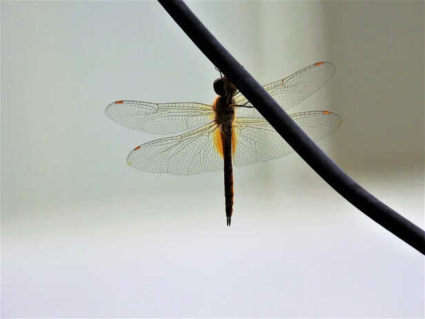 Dragonfly monsoon