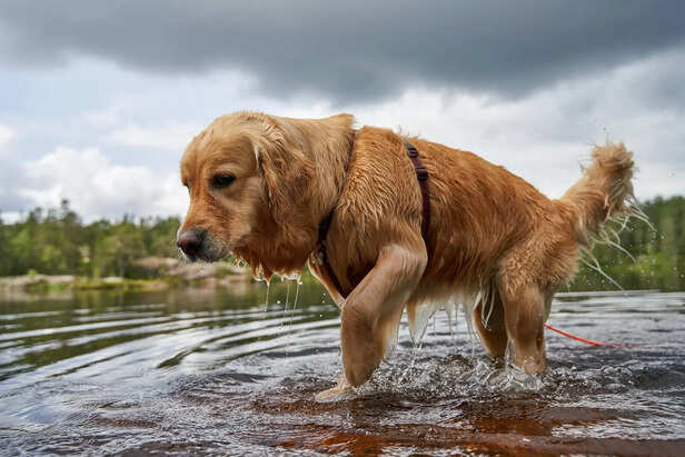​Pet Relaxing with Proper Summer Care