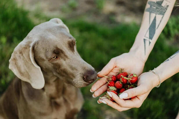 ​Cooling Fruits Safe for Pets