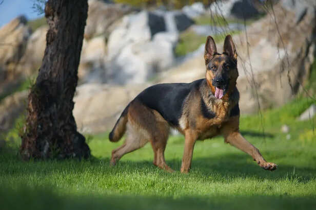 German Shepherd                                 (Image Credit:Freepik)