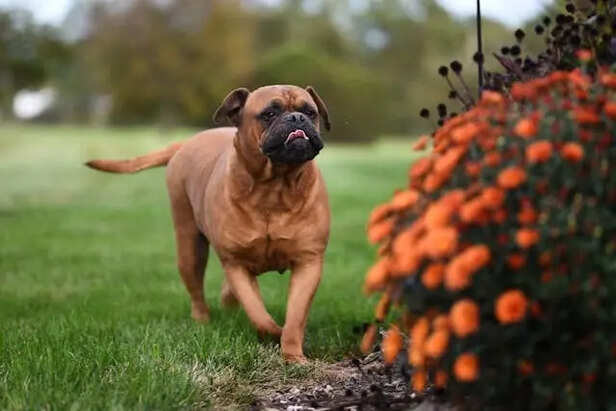 Bullmastiff                                 (Image Credit:Pexels)