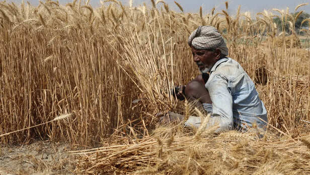 खेतों का काम सुबह जल्दी या शाम के समय करें