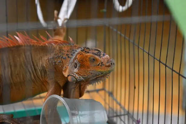 Reptiles                          (Image Credit:Pexels)