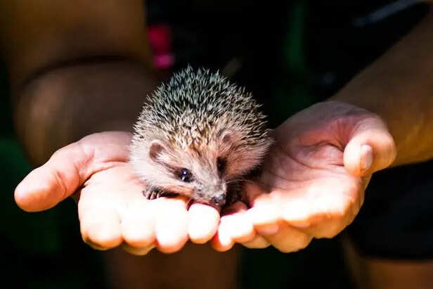 Hedgehog as Pet                              (Image Credit:Pexels)