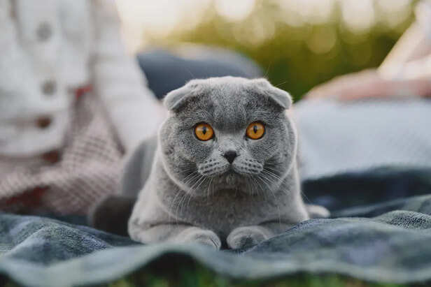 Scottish Fold