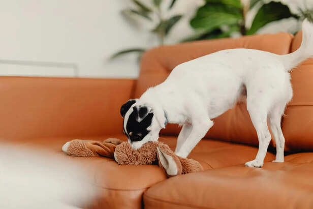 ​Dog Chewing Sofa Due to Boredom