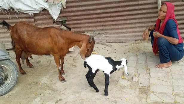 पशुधन विकास योजनाओं पर विस्तार से चर्चा