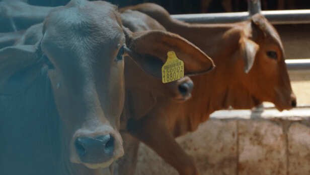 राष्ट्रीय डिजिटल पशुधन मिशन पर भी जोर