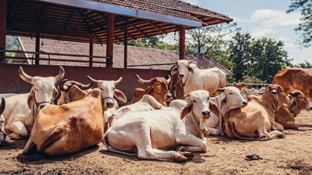 पशु नुकसान की स्थिति में राहत और बेहतर स्वास्थ्य सेवाएं पर चर्चा