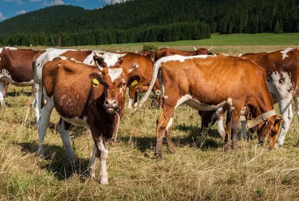 Cows Grazing                             (Image Credit:Pexels)