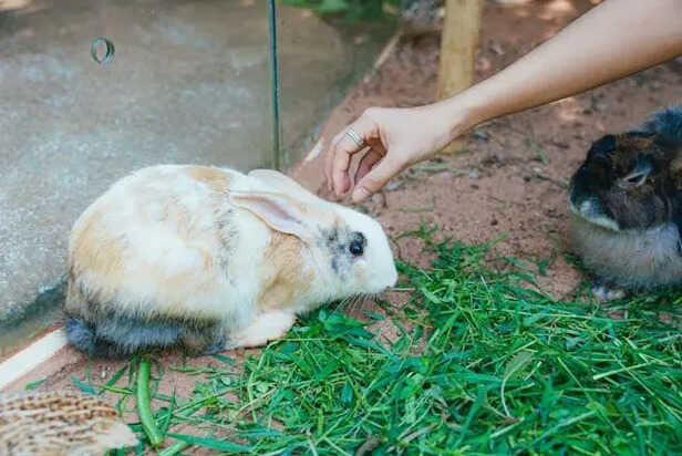 Rabbit Eating                                 (Image Credit:Pexels)