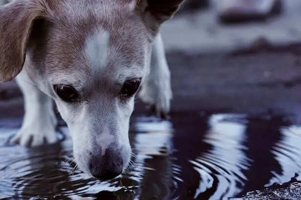 Dogs Drinking                               (Image Credit:Pexels)