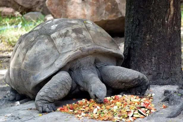 Animal Eating Nutrition Food                           (Image Credit:Pexels)