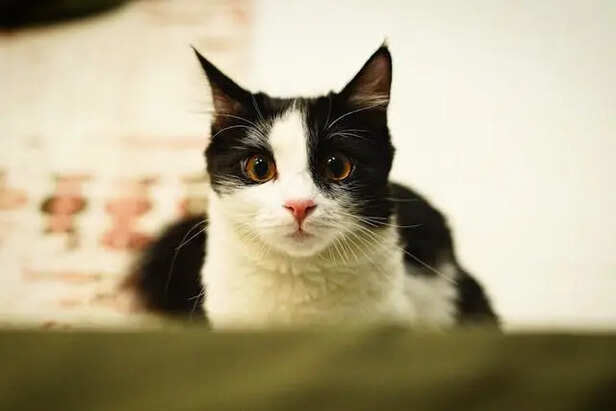 Looks Can Be Misleading