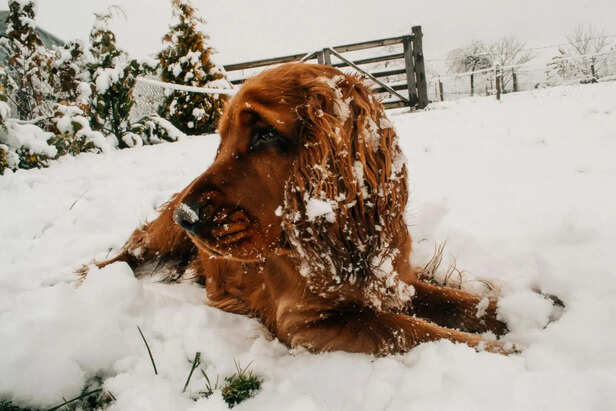 In Hot Summer Days ​Dog Enjoys Ice Treat