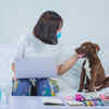Use Safe and Effective Chew Toys