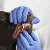 Schedule Regular Veterinary Dental Check-ups
