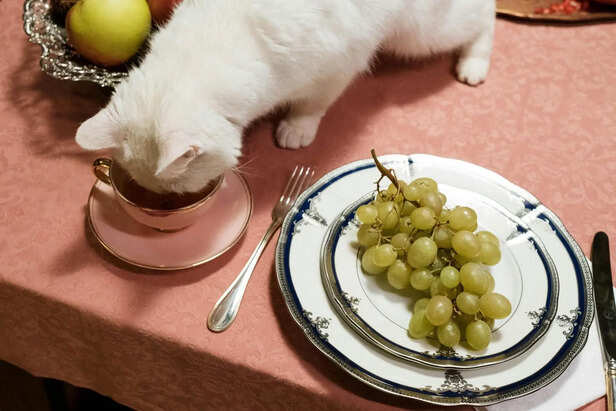 ​Natural vs Artificial Pet Food