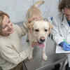 Regular Veterinary Check ups and Deworming