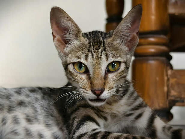 ​Savannah Cat Sitting Indoors