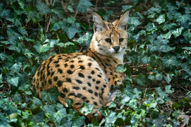 Close-Up of Savannah Cat Face