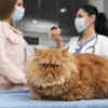 Health Risks Associated with Pet Obesity
